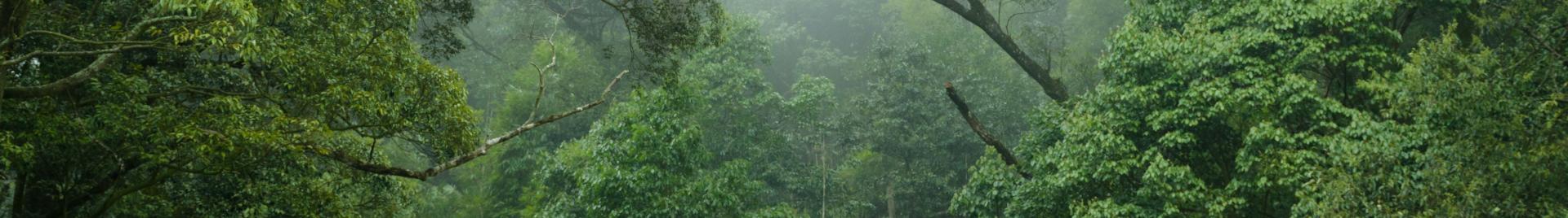 Tropical Forest